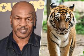 Mike tyson poses with his white tiger during an interview at his home in 1989. Who Would Win In A Fight Mike Tyson Or A Tiger The Tylt