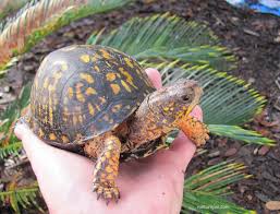 eastern box turtle care sheet