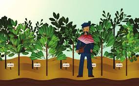 Image result for Coffea ligustroides