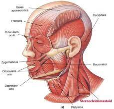 Sternocleidomastoid Muscle Insertion Points Google Search Skull Anatomy Sternocleidomastoid Muscle Muscle Anatomy