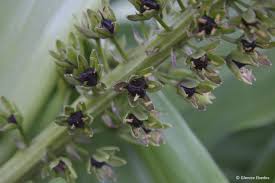 Image result for Scadoxus pole-evansii