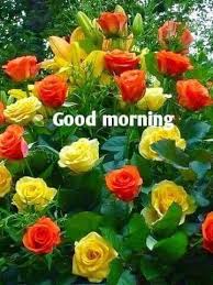 A collection of good morning pictures, images, comments for facebook, whatsapp, instagram and more. Pin By Sunny Thomas On Morning Quotes Flowers Pretty Flowers Amazing Flowers