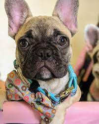 Check spelling or type a new query. Frenchiestore Breakaway Dog Collar Frenchie Love In Teal