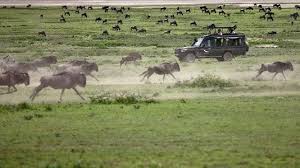 Сафари из занзибара в нацпарки тарангире и нгоронгоро на 2 дня. Tury V Tanzaniyu Safari A Tanzanii Po Nacionalnym Parkam Serengeti I Ngoro Ngoro Iz Almaty Ot Turagentstva Ojkumena Turfirma Tury