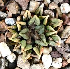 Image result for Kotschya carsonii