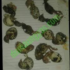 We did not find results for: Telur Puyuh Tidak Menetas Dan Penyebabnya Serta Penanganannya