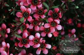We did not find results for: Leptospermum From Burncoose Nurseries