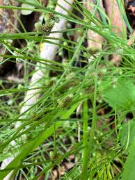 Image result for Lipocarpha micrantha