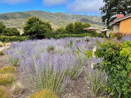 Image result for Perovskia atriplicifolia 'blue spire'