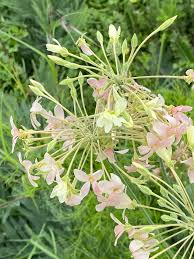 Image result for Pelargonium luridum