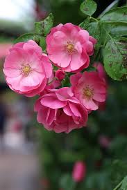 Bunga mawar merupakan sebuah bunga yang paling sering di gunakan untuk pembelajaran dalam membuat gambar sketsa bunga, bahkan sangat dan jangan lupa untuk membuat gambar daun bunga tulip dengan bentuk runcing. Mawar Daun Bunga Bunga Bunga Indah Bunga Bunga Cantik Alam Tunas Taman Mawar Media Segar Tanaman Seoul Pikist