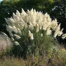 White Pampas Grass Pampas Grass Seed Pink Pampas Grass Cortaderia Selloana