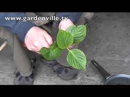 Propagating hydrangeas from stem cuttings. Propagating Hydrangeas Youtube