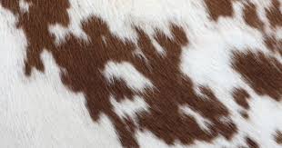 Best images about cow wallpapers on pinterest cow print. Brown Cowhide Wall Mural Brown Wallpaper Brown Aesthetic Cow Print Wallpaper