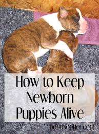I wanted to talk about the basics of neonatal puppy care, not from a veterinarian's perspective, but an overview of the very basic things you can do at home to keep your puppies alive and safe. How To Keep A Newborn Puppy Alive Petlosopher