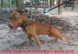 Online Pedigrees 278552 Pitbull House 96 Team S Boss Pitbull Terrier Pitbulls American Pitbull Terrier