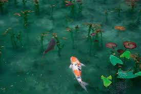 Use them in commercial designs under lifetime, perpetual & worldwide rights. Top 5 Spring Diseases In Koi Aquatic Veterinary Services