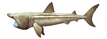 How many rows of teeth do sharks have? Basking Shark
