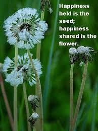 A rose can never be a sunflower, and a sunflower can never be a rose. Happy Flower Quotes Quotesgram