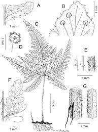 Image result for Triplophyllum