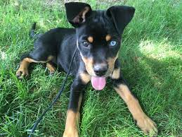 Where does the rottweiler husky mix come from? 4 Month Old Rottweiler Husky Mix Rarepuppers