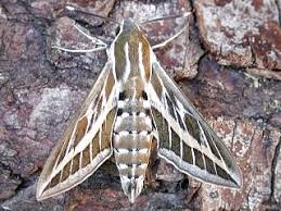 Die Schonsten Schmetterlinge Und Raupen Aus Sudeuropa Schmetterling Raupe Griechenland Italien Sudfrankreich Spanien Schmetterling Schone Schmetterlinge Raupe