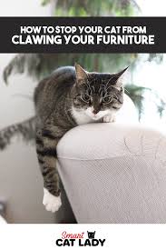 How To Stop Your Cat From Clawing From Furniture In 2020 Cats Cat Facts Cat Care Tips