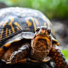 You can typically find common ones under $100 at pet stores. Box Turtle Hibernation Tips And Tricks Box Turtle Site