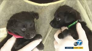 Privacy and security policies may differ from those practiced by orange county's credit union, and you should review to see how they apply to you. Seal Beach Woman Accused Of Selling Sick Puppies Via Fake Rescue Organization Abc7 Los Angeles