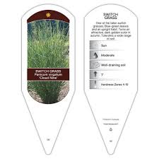 Image result for Panicum novemnerve