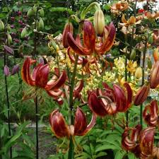 Image result for Lilium martagon `Arabian Night`