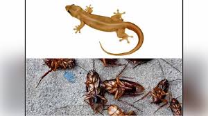 Fan,ac air blow, wind current shall be control insects as many as possible to break food chain. How To Get Rid Of Lizards And Cockroaches Effectively Find Out Boldsky Youtube