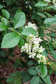 Image result for Ligustrum