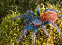 Pet stores lots of people have pets and pet stores are everywhere. Spiders Tarantulas Live Food Tanks Reptile Centre