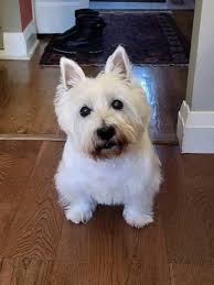 Give this ugly dog good name را