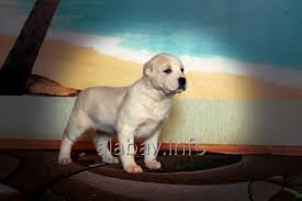 Alabay köpeği hakkında merak edilen tüm özellikleri ve bakımı hakkında her şeyi öğreneceksiniz. Central Asian Sheep Dog Alabay Pitomnik Alabaev Fod All Biz