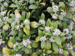 Check spelling or type a new query. White Flowering Shrubs 20 Of The Best Varieties For Your Garden Gardening From House To Home