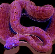 Electro Pink Snake Pink Snake Pink Snake