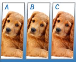 (dorghi) 4 which breed of dog has a black tongue? Quiz Diva Spot The Difference Puppy Answers Score 100