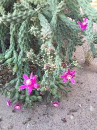 This has special meaning for me, and i am glad i came by. Desert Cacti Growers Posts Facebook