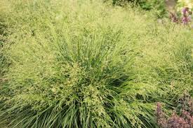 Image result for Deschampsia