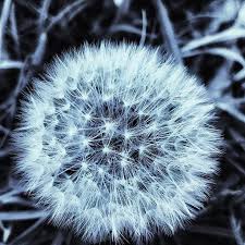 Every Dog Has Its Day I Spend A Few Minutes Every Day Pulling The Flowers Off The Dandelions That Grow In My Grass Yellow Flowers Dandelion Hand Tied Bouquet