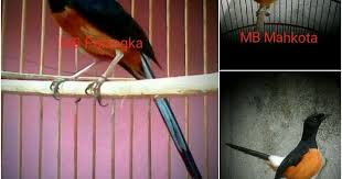 Ketika ingin membedakan murai khas aceh dengan yang lainnya, anda dapat langsung melihatnya melalui postur tubuh dari sang burung. Jenis Jenis Murai Batu Borneo Dan Ciri Cirinya On Kicau Baru