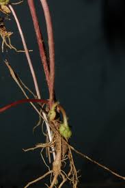 Image result for Centella glabrata