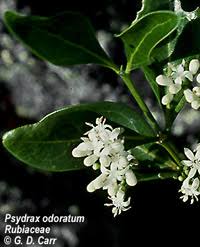 Image result for Psydrax