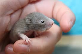 We did not find results for: How To Properly Care For Baby Hamsters All Critters Petcare