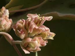 Image result for Kalanchoe latisepala