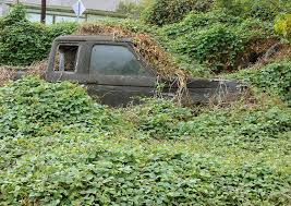 Image result for Neonotonia