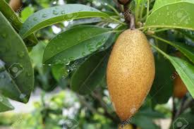 Spar77.de has been visited by 100k+ users in the past month Manilkara Zapota Or Sapodilla Fruit On Tree Stock Photo Picture And Royalty Free Image Image 63598987