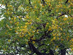 Image result for Acacia erubescens
